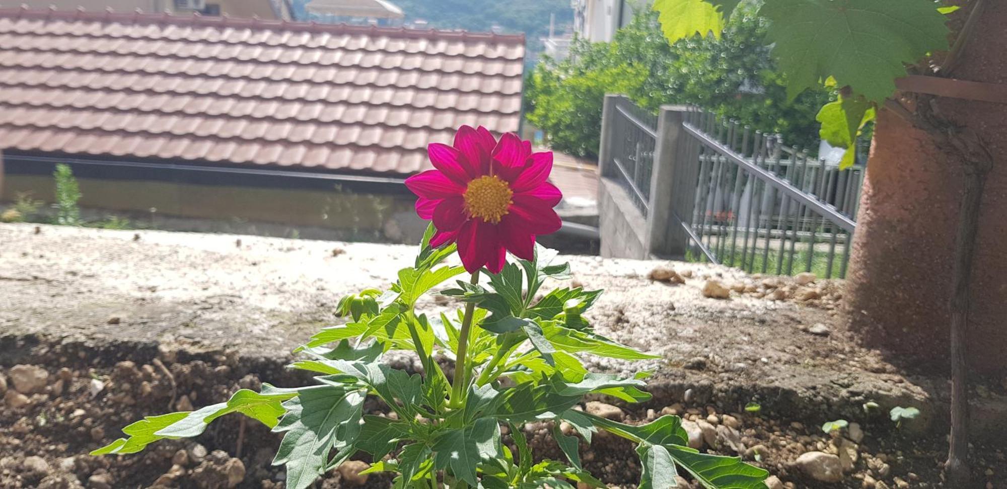 Appartement Lazarevic *